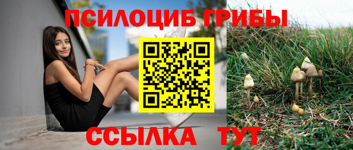 Псилоцибиновые грибы Psilocybine cubensis Саяногорск